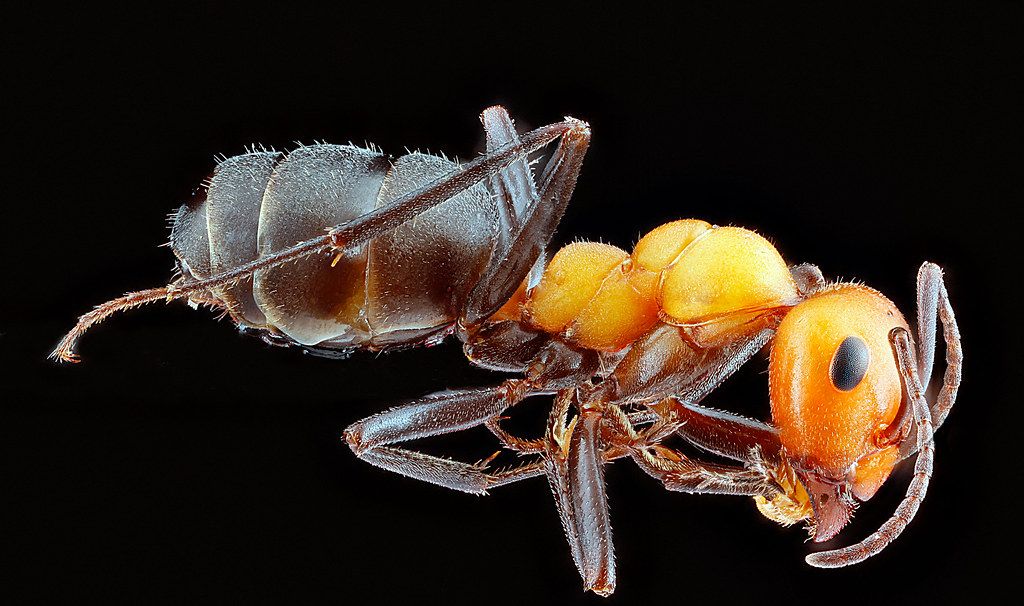 Ant Control service in Yakima, WA