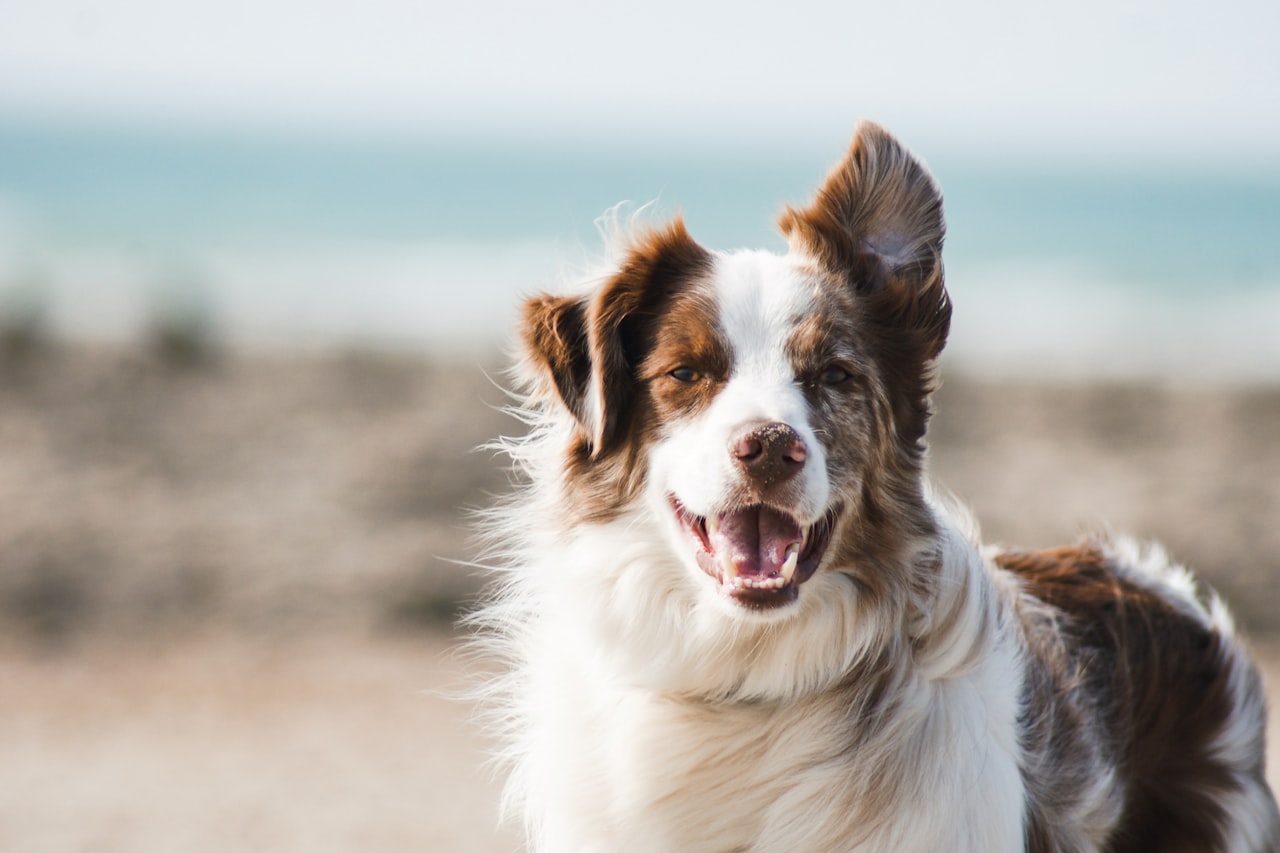 Flea & Tick Control service in Yakima, WA