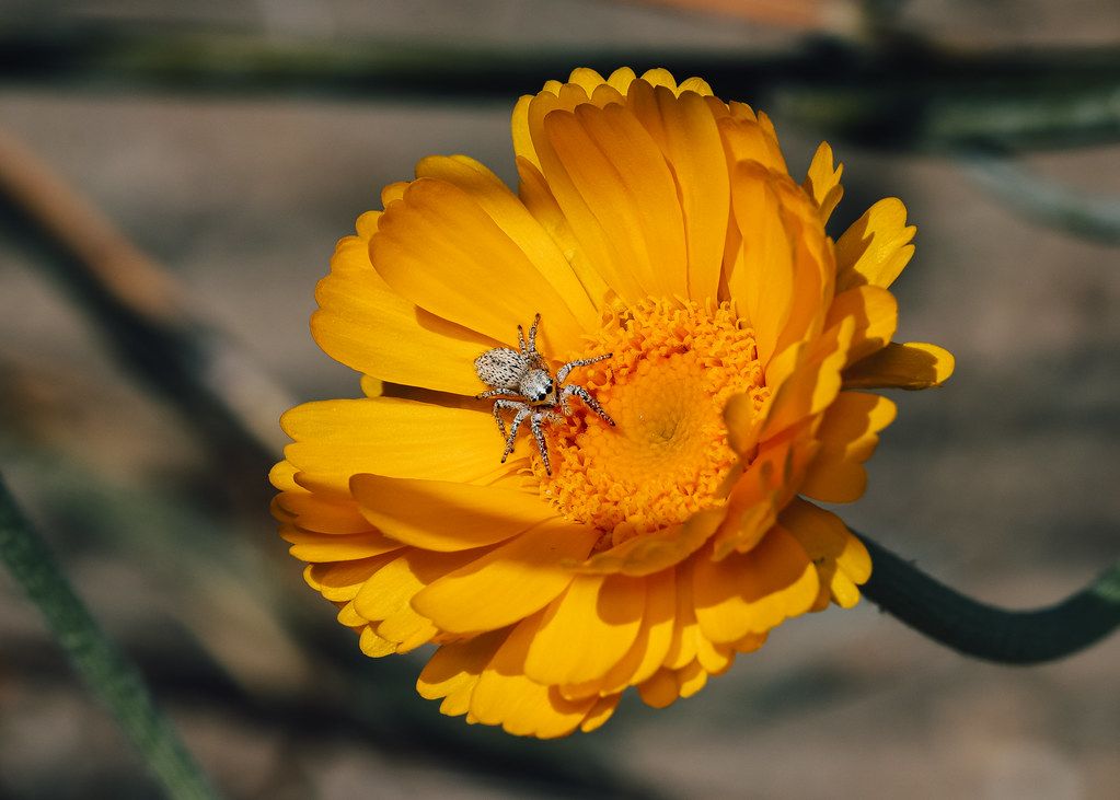 Spider Control service in Yakima, WA